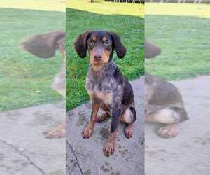Brittany Puppy for sale in MONROE, MI, USA