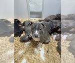 Small Photo #13 American Bully Puppy For Sale in NAUGATUCK, CT, USA