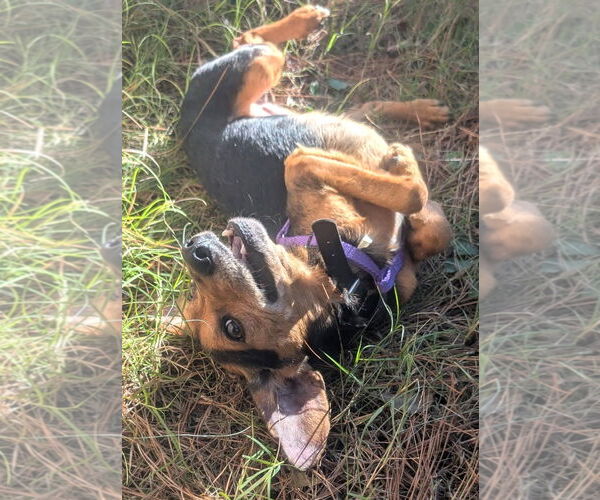 Medium Photo #5 Beagle-Unknown Mix Puppy For Sale in Dunnellon, FL, USA