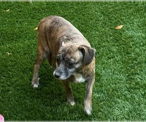Amaryllis - Female Jack Chi Dog for Adoption - Photo #3