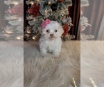 Small Photo #1 Zuchon Puppy For Sale in INDIANAPOLIS, IN, USA