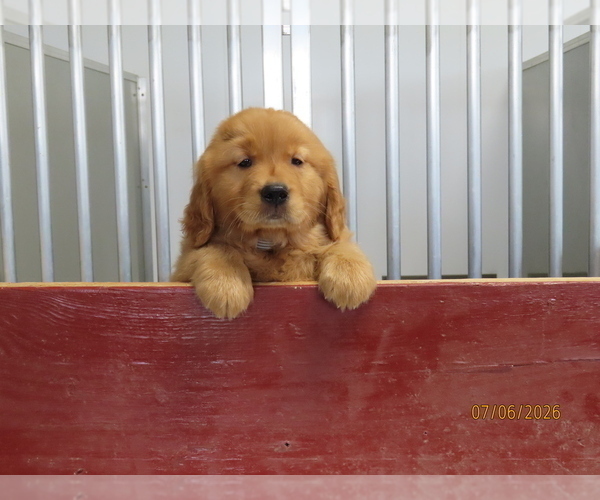 Medium Photo #3 Golden Retriever Puppy For Sale in THORP, WI, USA
