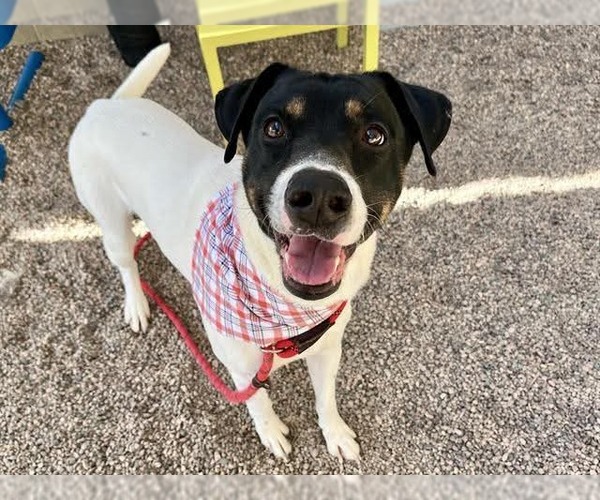Medium Photo #8 German Shorthaired Pointer-Unknown Mix Puppy For Sale in Chandler, AZ, USA