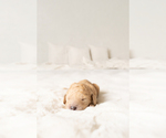 Small #2 Goldendoodle