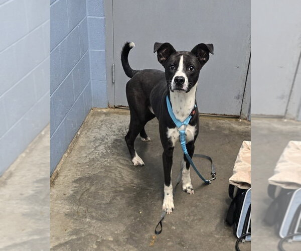 Medium Photo #1 Mutt Puppy For Sale in Evansville, IN, USA