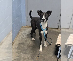 Mutt Dogs for adoption in Evansville, IN, USA