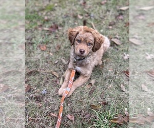 Shih-Poo Puppy for sale in SOUTH HAVEN, MI, USA