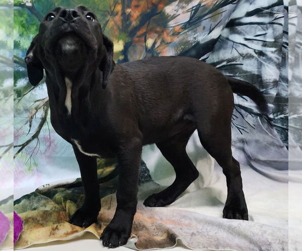 Medium Photo #3 Bulldog-Labrador Retriever Mix Puppy For Sale in Wetumpka, AL, USA