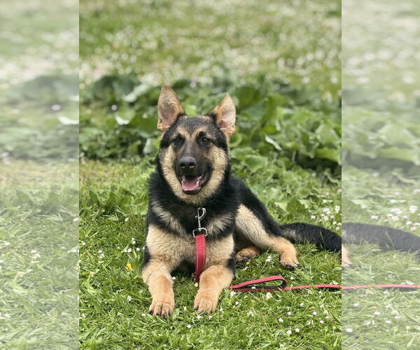 Medium Photo #17 German Shepherd Dog Puppy For Sale in Seattle, WA, USA