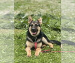 Small #16 German Shepherd Dog