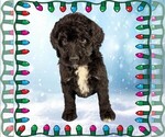 Small Photo #26 Bernedoodle Puppy For Sale in BLACK FOREST, CO, USA