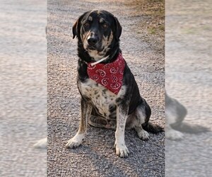 Catahoula Leopard Dog-Labrador Retriever Mix Dogs for adoption in Winter Park, CO, USA