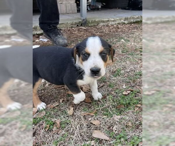 Medium Photo #4 American Staffordshire Terrier-Labrador Retriever Mix Puppy For Sale in Brewster, NY, USA