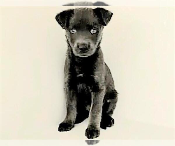 Medium Photo #1 Labrador Retriever Puppy For Sale in Houston, TX, USA
