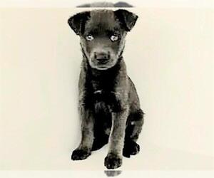 Labrador Retriever Dogs for adoption in Houston, TX, USA