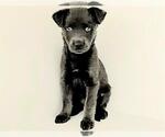 Small Labrador Retriever