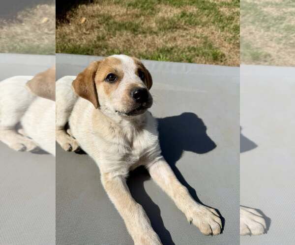 Medium Photo #4 Mutt Puppy For Sale in Paso Robles, CA, USA