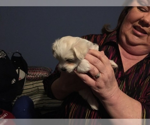 Medium Photo #56 Maltese Puppy For Sale in BRKN ARW, OK, USA