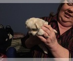 Small Photo #56 Maltese Puppy For Sale in BRKN ARW, OK, USA