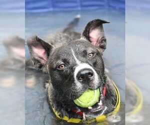 DA 14 Wally - Male Siberian Husky-Unknown Mix Dog for Adoption - Photo #3