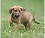 Small #10 Retriever  Mix