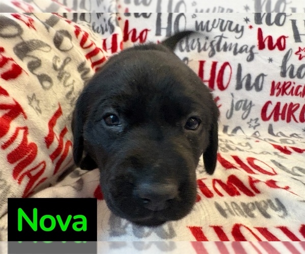 Medium Photo #3 Labrador Retriever Puppy For Sale in FAYETTEVILLE, OH, USA