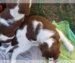 Small Photo #12 English Springer Spaniel Puppy For Sale in TENINO, WA, USA
