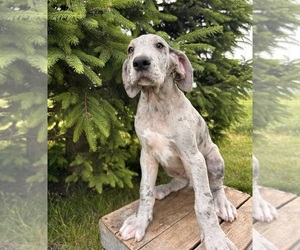 Great Dane Puppy for sale in MIDDLEBURY, IN, USA