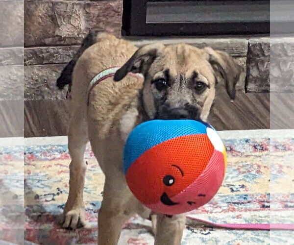 Medium Photo #4 Mutt Puppy For Sale in Brooklyn Center, MN, USA