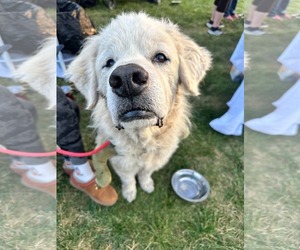Great Pyrenees-Unknown Mix Dogs for adoption in Germantown, OH, USA