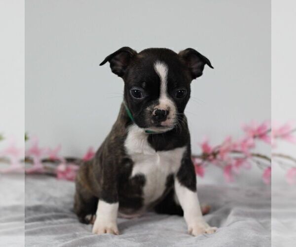 Medium Photo #5 Boston Terrier Puppy For Sale in PORT ROYAL, PA, USA