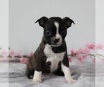 Small Photo #5 Boston Terrier Puppy For Sale in PORT ROYAL, PA, USA