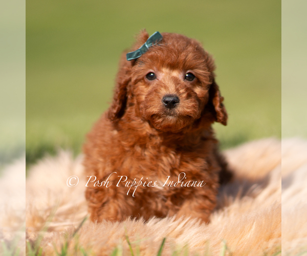 Medium Photo #3 Poodle (Toy) Puppy For Sale in WARSAW, IN, USA