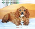Small Photo #2 Cavapoo Puppy For Sale in DENVER, PA, USA