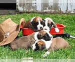 Small Photo #2 Boxer Puppy For Sale in MANHEIM, PA, USA