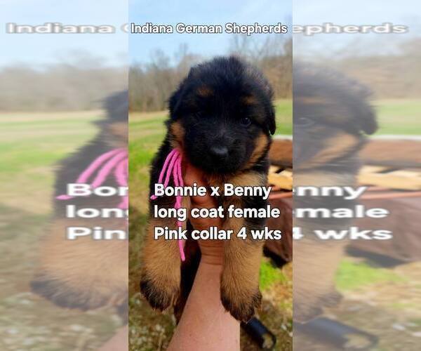 Medium Photo #8 German Shepherd Dog Puppy For Sale in CHRISNEY, IN, USA