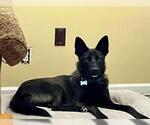 Small #1 German Shepherd Dog Mix
