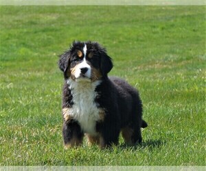 Bernese Mountain Dog Puppy for sale in FREDERICKSBURG, OH, USA