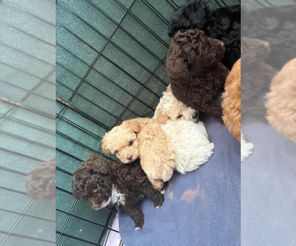 Medium Photo #5 Poodle (Toy) Puppy For Sale in TUCSON, AZ, USA