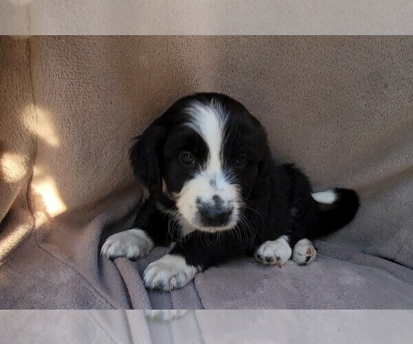 Medium Photo #3 Aussiedoodle Puppy For Sale in CONWAY, SC, USA