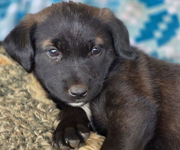 Medium Photo #1 Goberian Puppy For Sale in FERNDALE, WA, USA