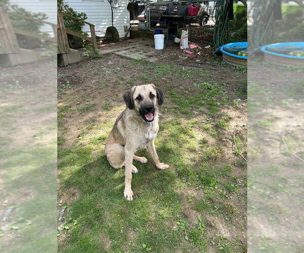 Medium Photo #2 Anatolian Shepherd-Mastiff Mix Puppy For Sale in Bullard, TX, USA