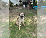 Small #1 Anatolian Shepherd-Mastiff Mix