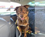 Small #6 Chow Chow Mix