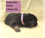 Small #10 German Shepherd Dog