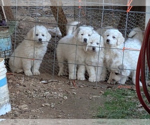 Great Pyrenees Puppy for sale in WESTMINSTER, SC, USA