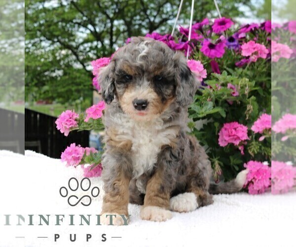 Medium Photo #4 Bernedoodle (Miniature) Puppy For Sale in LANCASTER, PA, USA