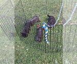Image preview for Ad Listing. Nickname: Litter of 4