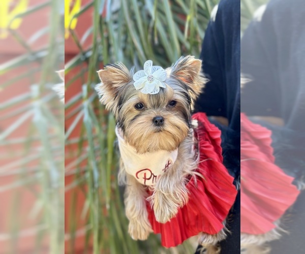 Medium Photo #1 Yorkshire Terrier Puppy For Sale in SACRAMENTO, CA, USA