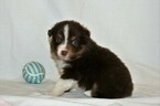 Small Photo #4 Miniature Australian Shepherd Puppy For Sale in MOUNT VERNON, WA, USA